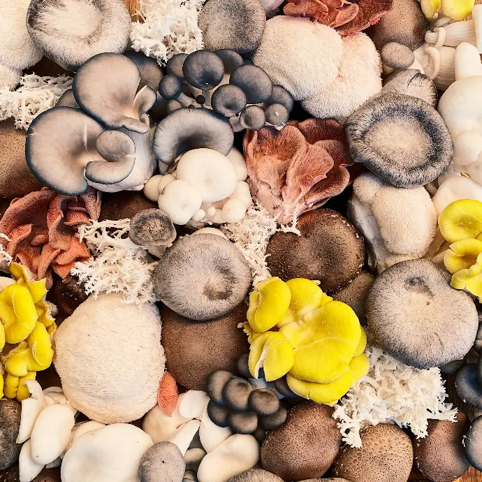 white and brown mushrooms on black and white surface